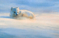 Sunlit Arctic fox