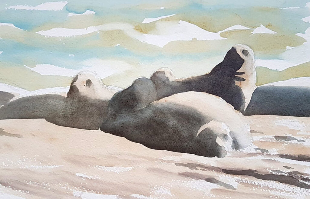 Grey seal sketch