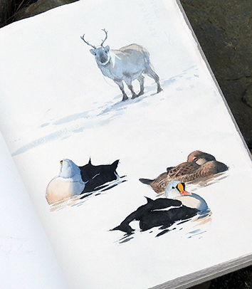 Svalbard expeditions 1 Reindeer and king eiders