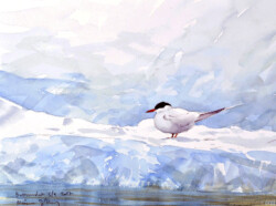 The Arctic tern migrates from the Arctic to the Antarctic and back every year. In Spitsbergen it is often seen perching on ice floes. © The IK Workshop Society at www.ikfoundation.org. Arctic Tern