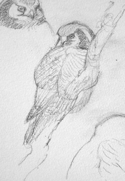 Hawk-owl