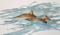 Seafarers looking for whales or a shortcut to China used eider down for keeping warm. © The IK Workshop Society at www.ikfoundation.org. Female eiders