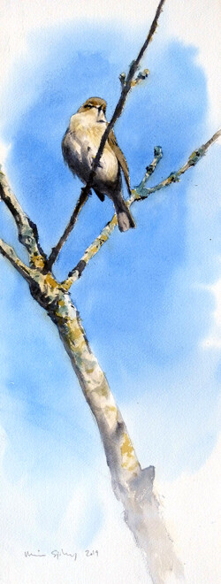 A chiffchaff near our home in Röstånga, Skåne 2019. Chiffchaff