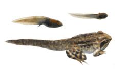 An illustration for a nature reserve in Sollerön, Dalarna. Tadpoles