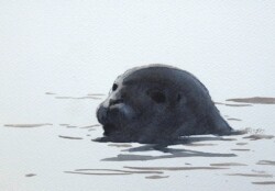 The aim of the expedition in May 2019 was to build a field station at Prins Karls Forland. This harbour seal kept an eye on us from its in position in Levinhamna. © The IK Workshop Society at www.ikfoundation.org. Harbour seal