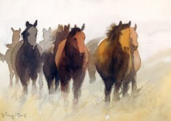 A herd of mares heading our way. Heading our way