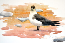 An Arctic skua at Magdalenefjorden, Spitsbergen. © The IK Workshop Society at www.ikfoundation.org. Arctic skua