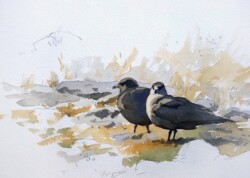 Two Arctic skuas in Longyear valley, Spitsbergen. © The IK Workshop Society at www.ikfoundation.org. Arctic skuas