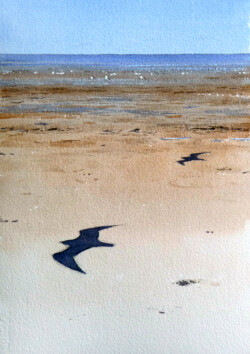 The gulls kept an eye on my tuna sandwich at the Stone Jetty café. Lancashire, England 2010. Lancaster Sands