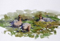 A small flock of pinkfooted geese in Svalbard. © The IK Workshop Society at www.ikfoundation.org. Pinkfooted geese