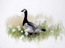 A barnacle goose in Svalbard. © The IK Workshop Society at www.ikfoundation.org. Barnacle goose