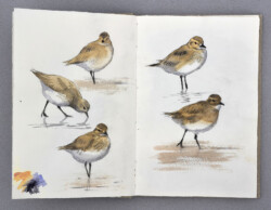 Golden plover study