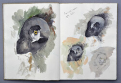 Tengmalm's owl chick