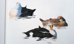 A page in my sketchbook showing resting king eiders in the Longyearbyen harbour. King eiders