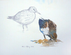 Study of purple sandpiper. Poolepynten, Svalbard 2016. © The IK Workshop Society at www.ikfoundation.org. Purple sandpiper