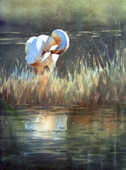 A whooper swan preening in a forest lake in Skåne. Whooper swan