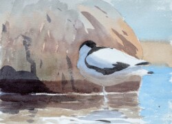 Avocet