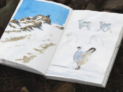 A spread in my Svalbard sketchbook showing a hilltop, two reindeers and a male ptarmigan showing off. May, 2019. Hillside sketches