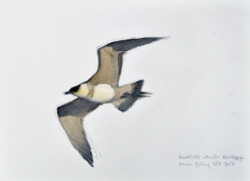 Arctic skua on the wing. Poolepynten, Svalbard 2016. © The IK Workshop Society at www.ikfoundation.org. Arctic skua