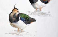 Lapwings