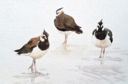 Lapwings