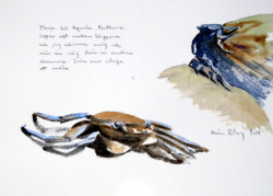 Crab study