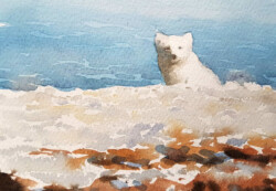 Arctic foxes are often seen running along the beaches looking for carrion. © The IK Workshop Society at www.ikfoundation.org. Arctic fox in Svalbard