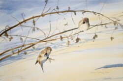 Redpolls looking for winter seeds Redpolls