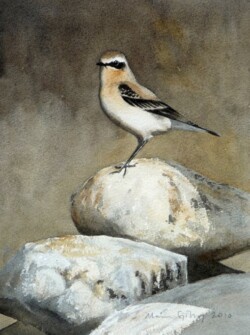 A male wheatear in autumn plumage 2010. Male wheatear