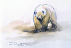 A field sketch of a polar bear at Legerneset, Svalbard, September 2017. © The IK Workshop Society at www.ikfoundation.org. Polar bear sketch