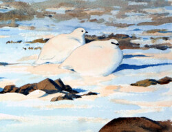 Ptarmigans