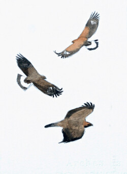 Golden eagle study