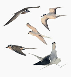 Bridled terns