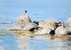 A wagtail on a stone jetty in Blekinge 2011. Wagtail