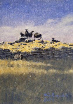 Sheep at Gråborg
